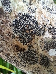 Opegrapha