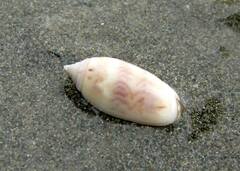 Oliva undatella