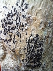 Opegrapha