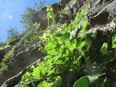 Fumaria macrocarpa