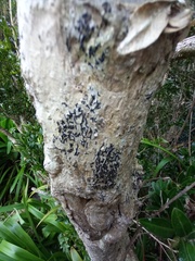 Opegrapha