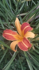 Hemerocallis ×hybrida