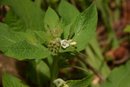 Image of Symphytum brachycalyx by (c) Mitch Van Dyke, some rights reserved (CC BY)