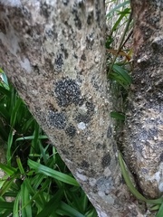 Opegrapha