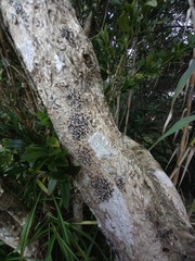 Opegrapha