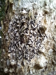 Opegrapha