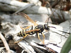 Polistes albellus