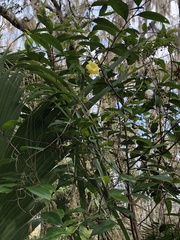 Gelsemium sempervirens