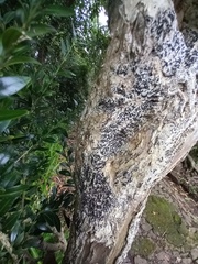 Opegrapha