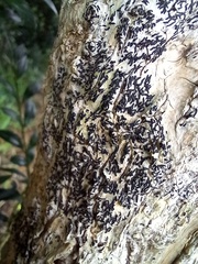 Opegrapha