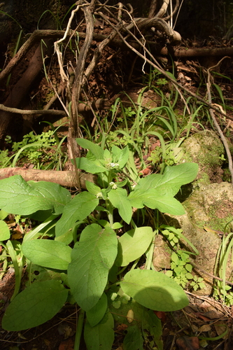 Image of Symphytum brachycalyx by (c) Mitch Van Dyke, some rights reserved (CC BY)