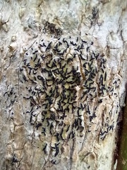 Opegrapha