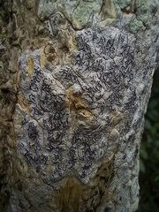 Opegrapha