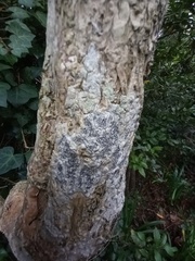 Opegrapha