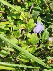 Praxelis clematidea