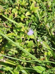 Praxelis clematidea