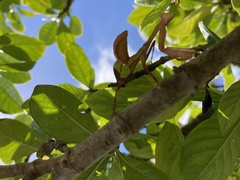 Stagmatoptera hyaloptera