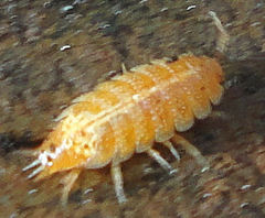 Androniscus dentiger