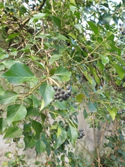 Hedera helix