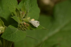 Symphytum brachycalyx