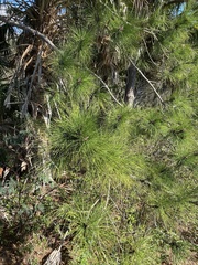 Pinus clausa