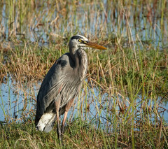 Ardea herodias