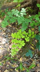 Adiantum chilense