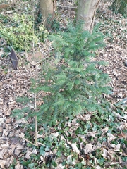 Taxus