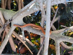 Nerodia clarkii compressicauda