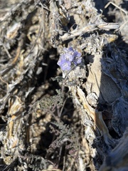 Phacelia distans