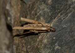 Canephora hirsuta