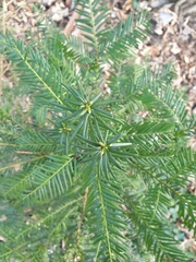 Taxus