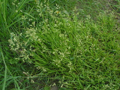 Poa supina