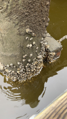 Amphibalanus amphitrite