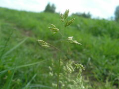 Poa supina