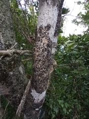 Opegrapha