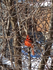 Cardinalis cardinalis