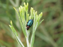 Lebia