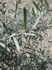 Salix exigua hindsiana