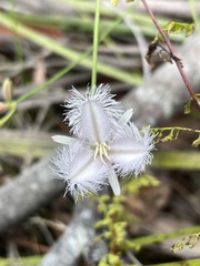 Thysanotus tuberosus