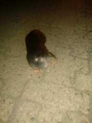 Pappogeomys bulleri
