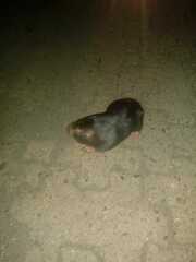 Pappogeomys bulleri