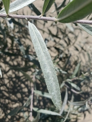 Salix exigua hindsiana
