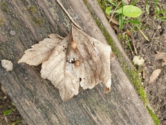 Pediaspis aceris