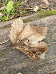 Pediaspis aceris