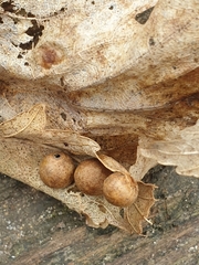 Pediaspis aceris