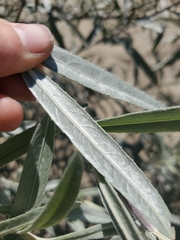 Salix exigua hindsiana