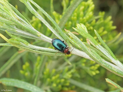 Lebia