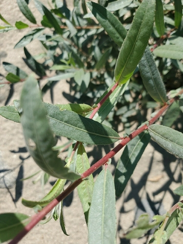 Coyote Willow foliage