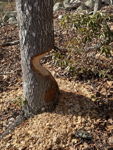 American Beaver photographed in Connecticut